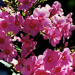 Phlox